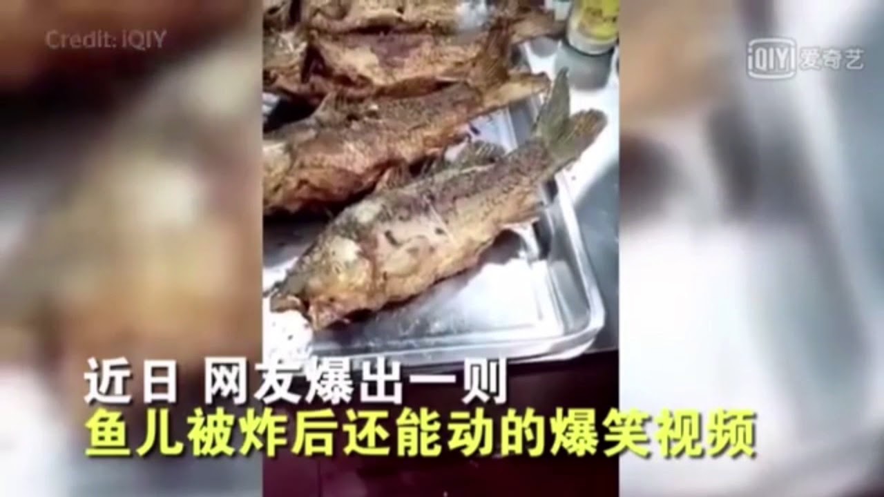 Aneh Ikan goreng ini tiba tiba goyanggg YouTube Aneh Ikan goreng ini tiba tiba goyanggg YouTube
