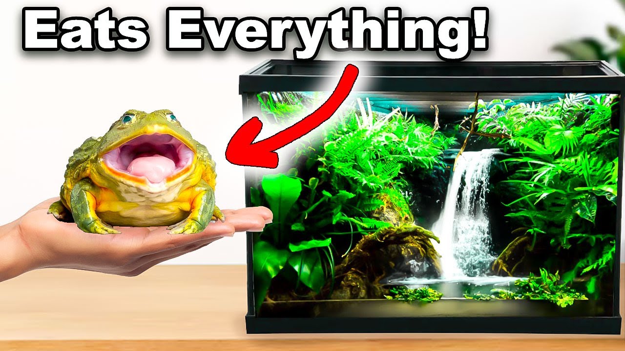 Simulating a River ecosystem for a Hungry Frog