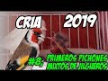 PRIMERAS 🐣CRÍAS DE MIXTOS DE 🐦JILGUEROS