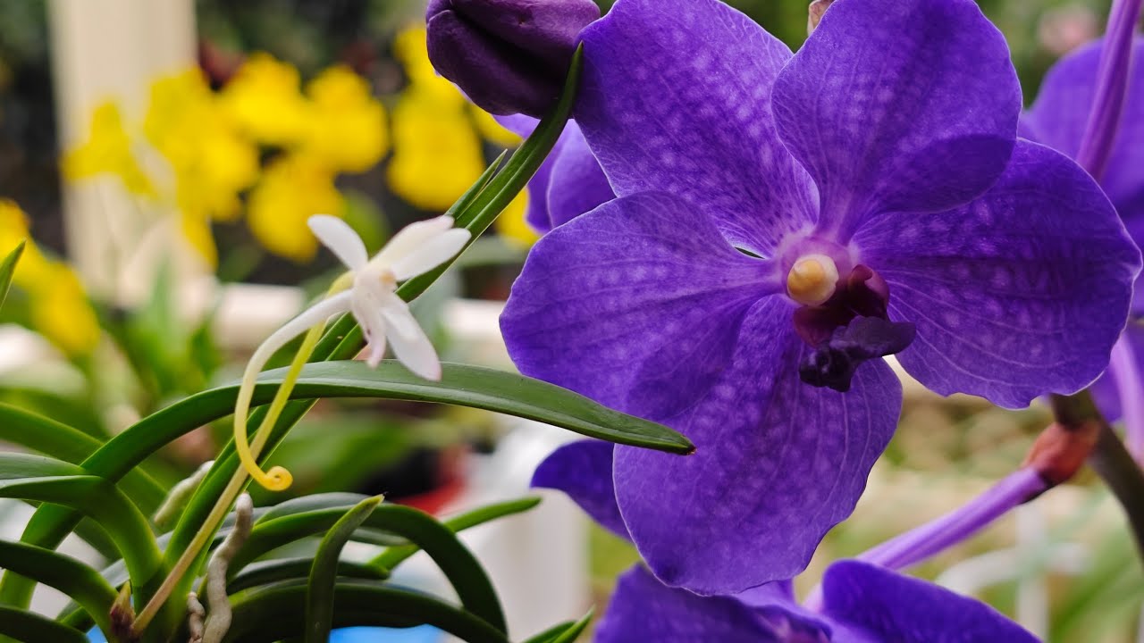 2625 風蘭和萬代蘭同時開放Vanda falcata vs Vanda coerulea Hybrid