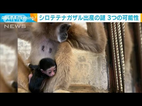 Video till Mystisk jungfrufödsel i Japan löst