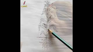 how to draw a maize plant sketch / a pencil