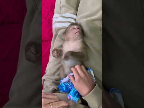 Mom Put A Shirt On Bubu So She Could Sleep 