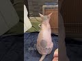 おやつ食べるか声かけたら急に気分を害したほたて猫#cat #スフィンクス猫 #猫のいる暮らし