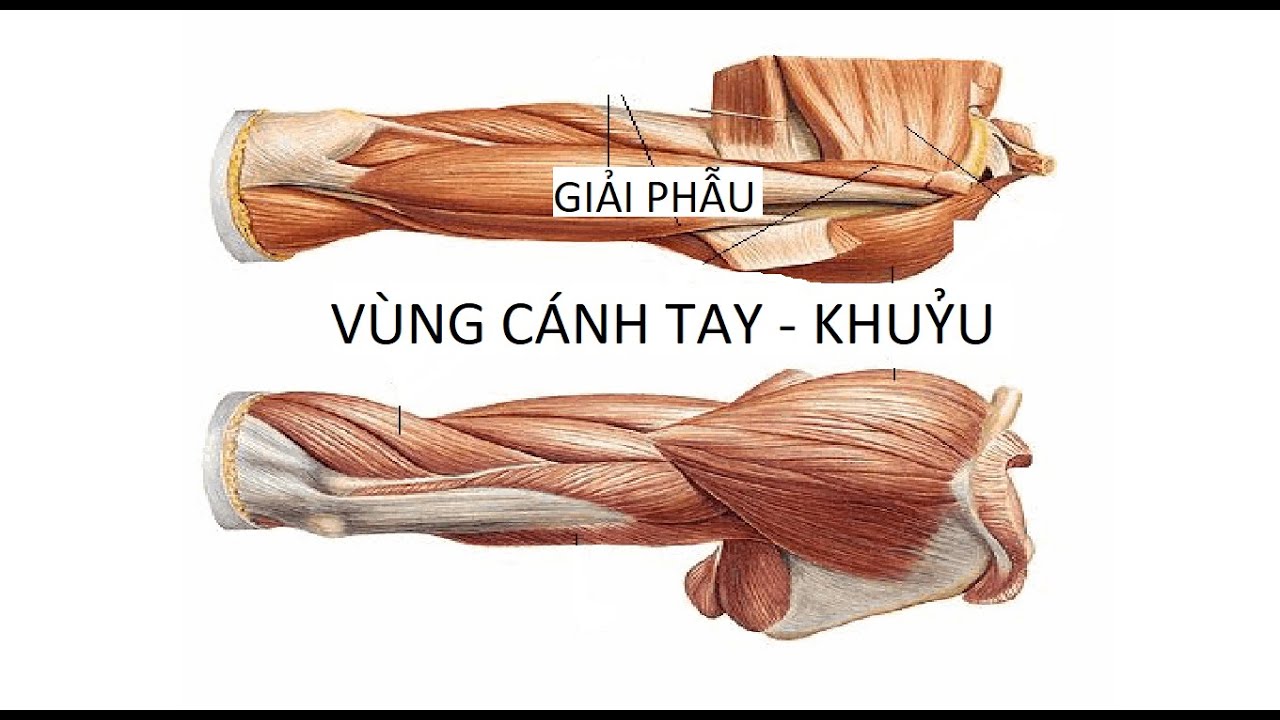 GP1 - Bài Giảng - Vùng cánh tay Khuỷu