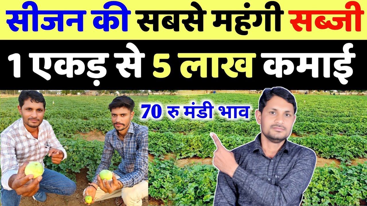 सालभर 70 रु किलो बिकने वाली सब्जी की खेती | tinda ki kheti kab hoti hai | tinde ki kheti kaise karen
