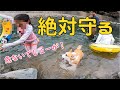 子どもが川に流されたら自分が流されても助けに行くコーギーにちょっぴり泣いた【最長距離泳ぎました！】