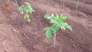 Самое лучшее удобрение для МАЛИНЫ особенно во время пересаживания и для роста малины!