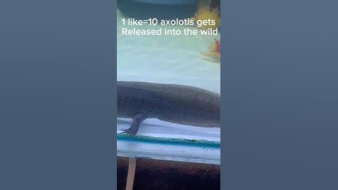 Like this video if you don’t want axolotls to go extinct 😢