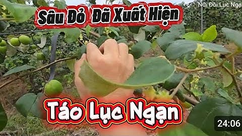TÌM SÂU ĐỎ HẠI VƯỜN TÁO ĐẦU VỤ  I NÚI ĐỒI LỤC NGẠN