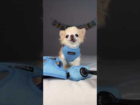 Small Dog Harness Review And Test By Chihuahua Cedric