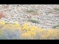 2020 Utah cow 720yds 338 lapua