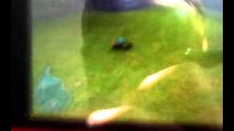 TLoZ:OoT 3D- HUGE glitch! invisible link!