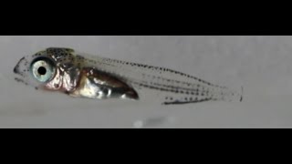 Scomber sp. (Larval-early juvenile stage ; Chub mackerel)