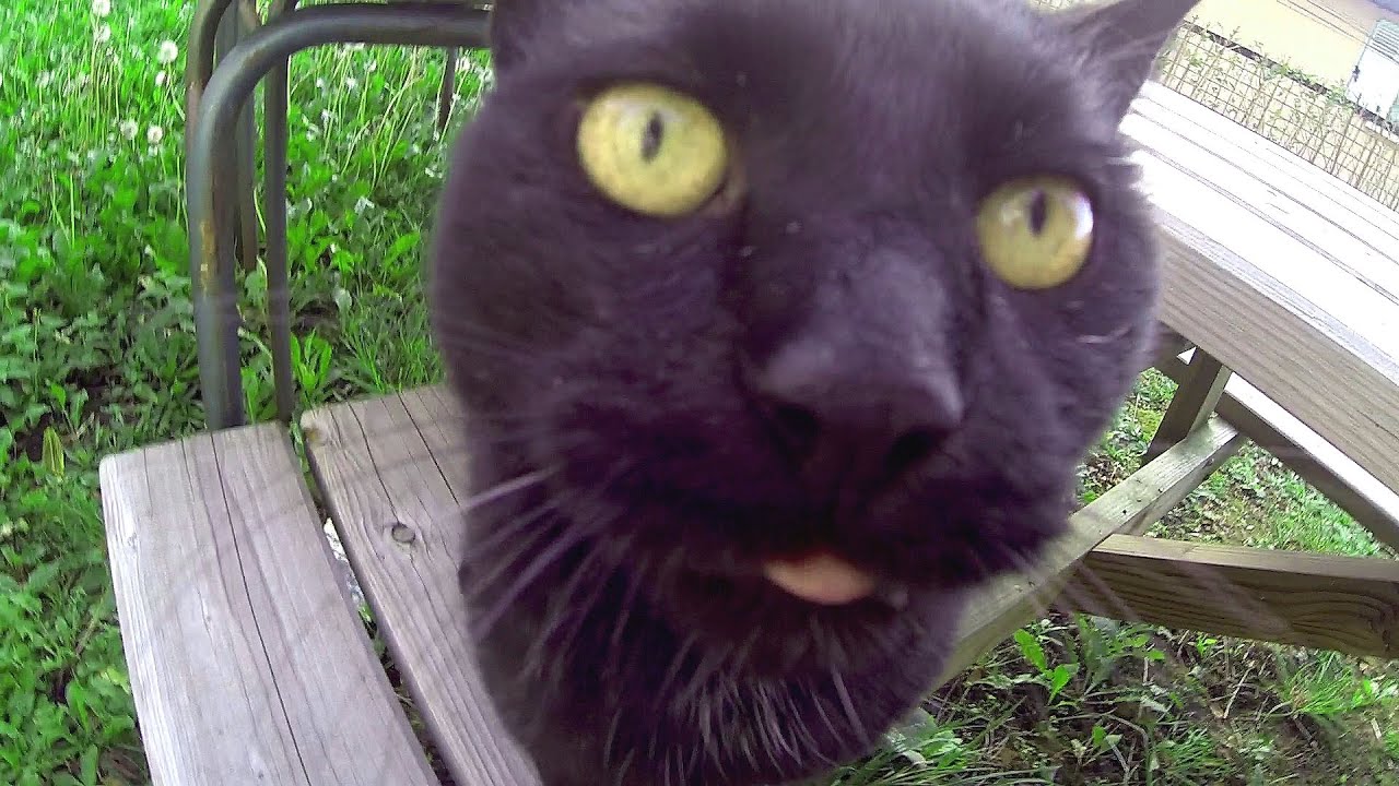 Un Vieux Chat Noir Drôle Un Peu Trop Curieux Gopro