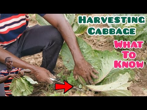 Harvesting Cabbage And Effective Marketing Strategies | Frenat Farms ...