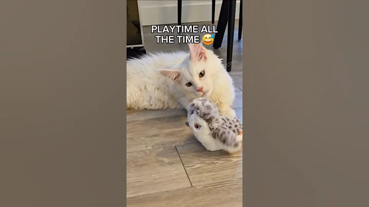 Video 10461991: mainecoon cat kitten, mainecoon catplaying, toy mainecoon cat