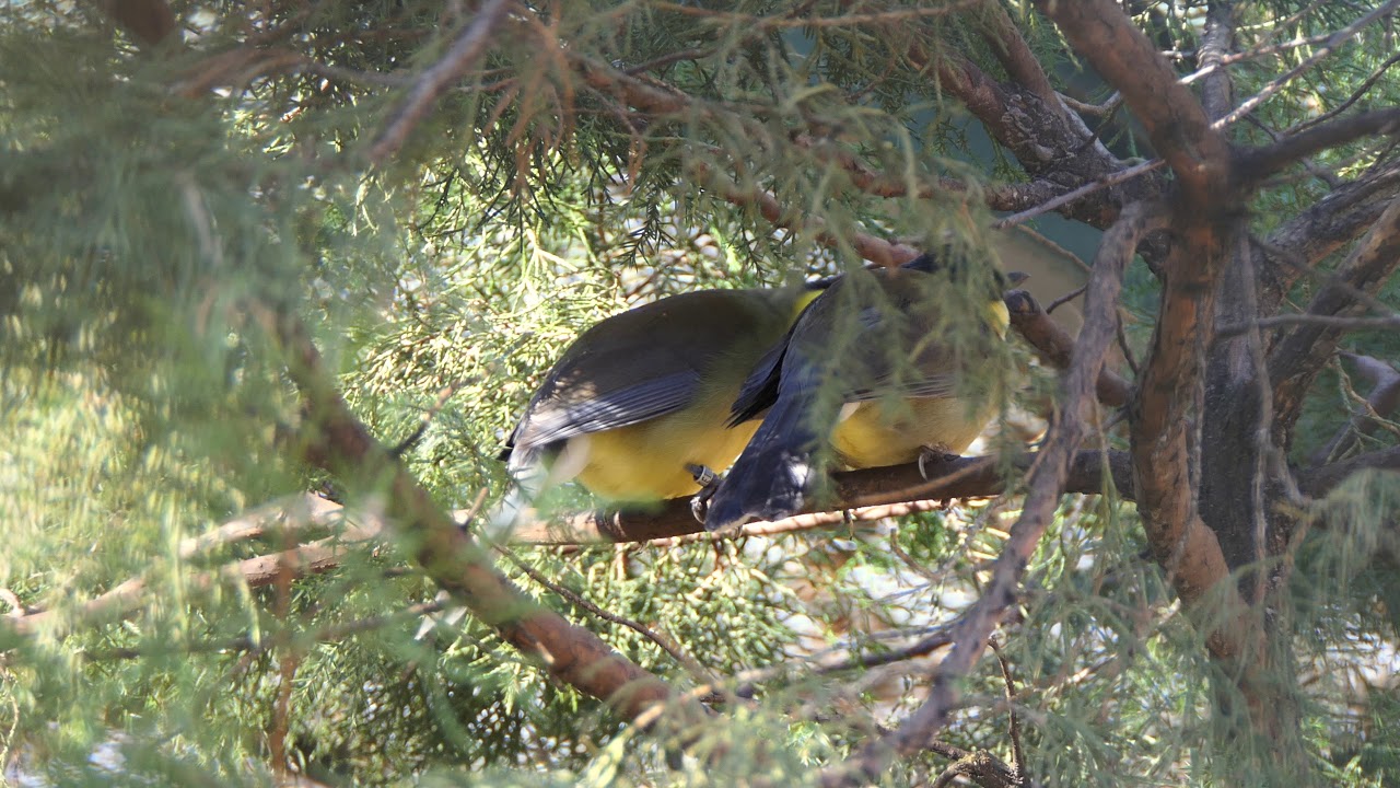 Blue-crowned Laughingthrush 