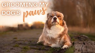 How to Groom Your Australian Shepherd's Paws by LifeWithAussies 504 views 1 year ago 6 minutes, 53 seconds