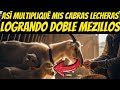 Así multipliqué mis cabras lecheras logrando partos dobles