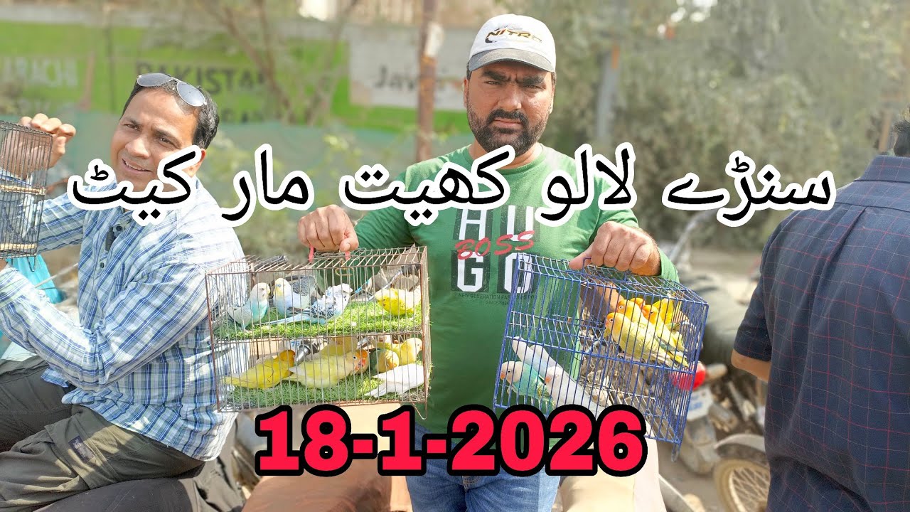Sunday Lalukhet Market Farhan Birds YouTube channel. 