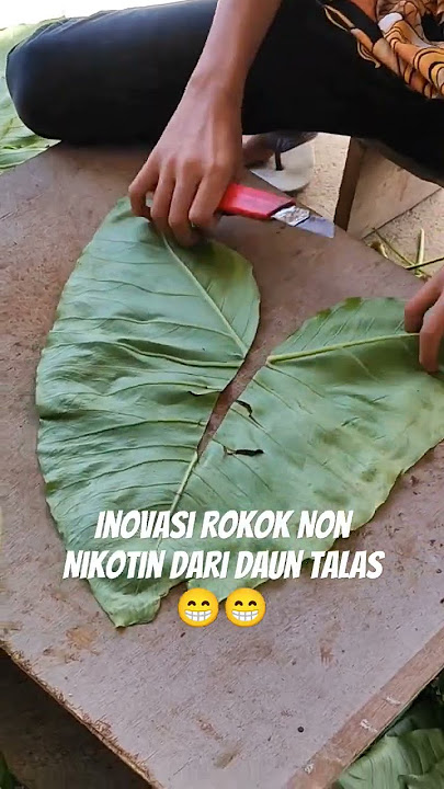 Inovasi rokok non nikotin dari daun talas 😊😊