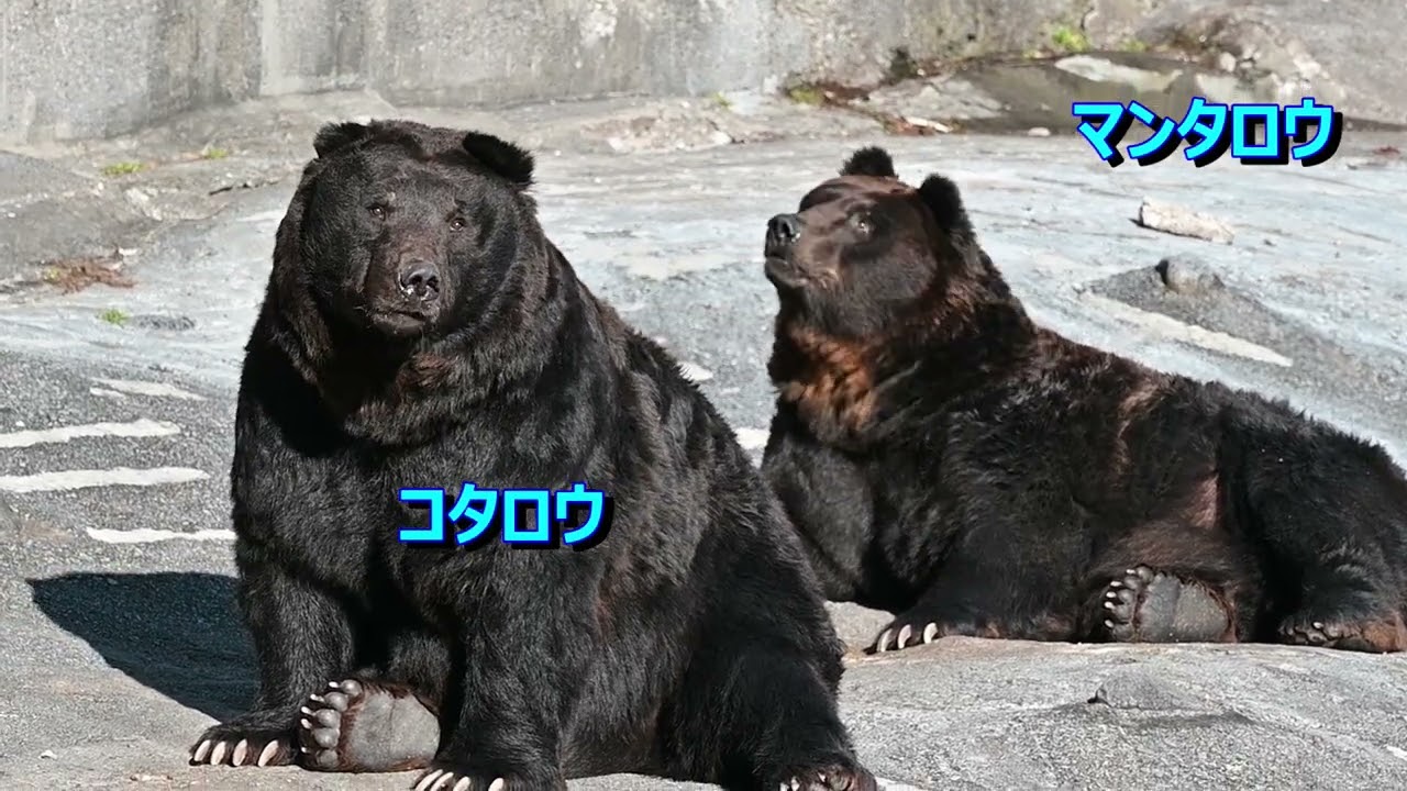 【のぼりべつクマ牧場】　秋ヒグマを見てきたよ　上巻