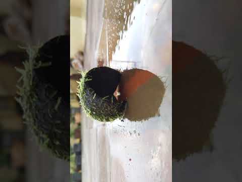 Video: Lumot ba ang liverwort?