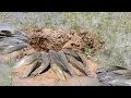 Amazing Underground Fish Trap- Build Fish Trap By Muddy Soil - Get A Lot of Fish 100%