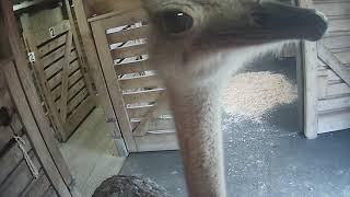 Curious ostrich photo-bombs zebra barn