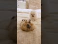 Sleeping Beauty #pomeranian #puppy #cute #sleepingdogs