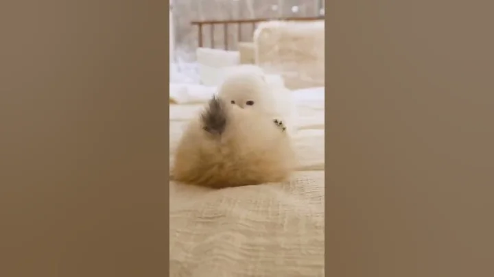 Sleeping Beauty #pomeranian #puppy #cute #sleepingdogs