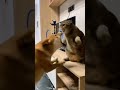 dog and cat funny video