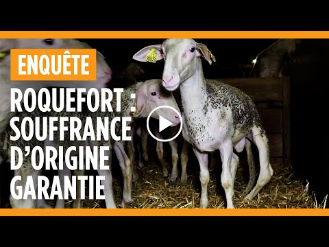 La face cachée du Roquefort : enquête