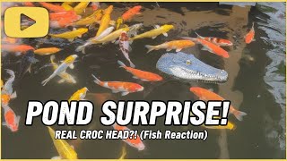 Relaxing Koi Fish In 4k Uhd  Peaceful Koi Pond Sounds For Stress Relief U0026 Calm Yt