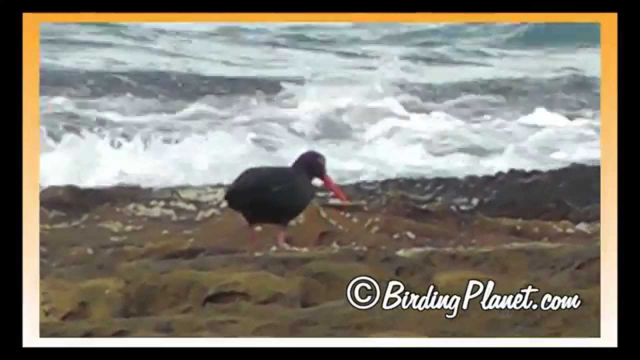 African Black Oystercatcher on Birding Planet 