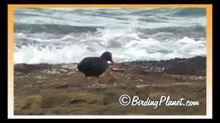 African Black Oystercatcher on Birding Planet