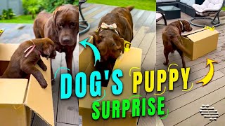 Dog Get a Puppy Surprise