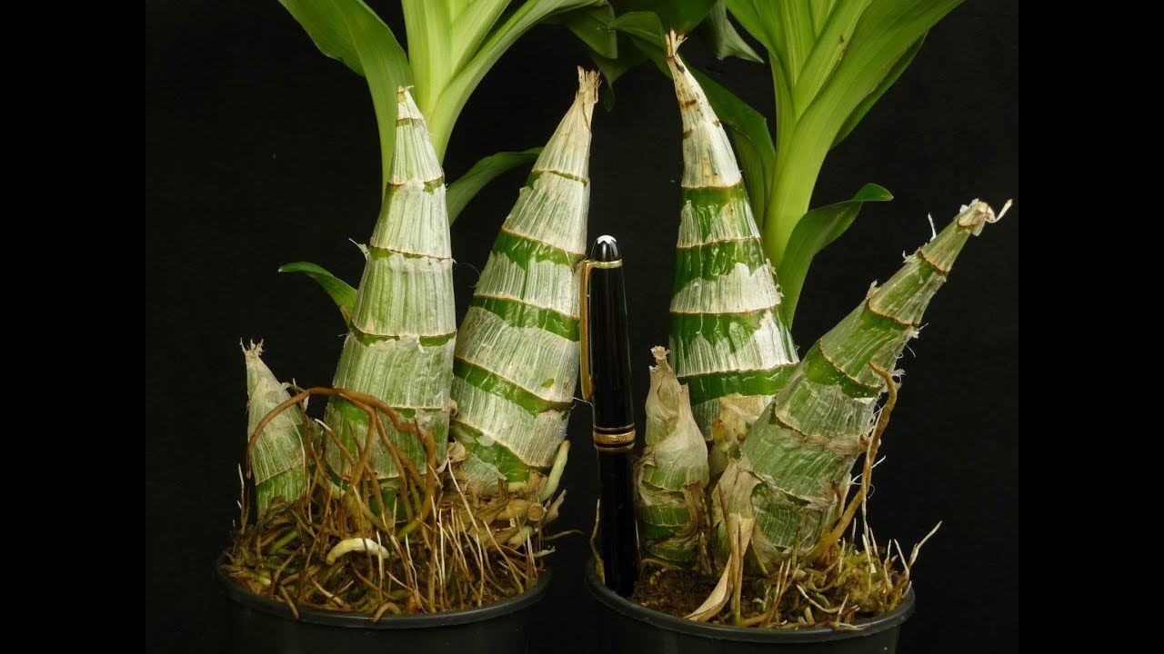 Catasetum - cultivo - parte 03 - plantando em vaso convencional - Carlos Keller - agosto de 2019