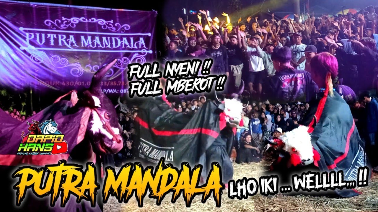 GAWAT! BANTENG PUTRA MANDALA MBEROT NGAMOK DI Desa Kedawung Pojok Dampit