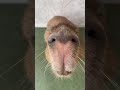 Curious sniff… Approved! 🌿✨ Nom nom… Ear flaps of joy #capybara #capybaracafe #animalcafe #tokyo