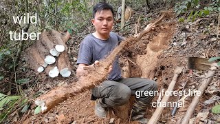 The most delicious wild tubers. I am very lucky today. Robert | Green forest life (ep270)