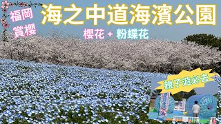 [4K] 九州福岡櫻花 ︳海之中道海濱公園 ︳櫻花 ︳粉蝶花 ︳打卡熱點 ︳親子遊推介