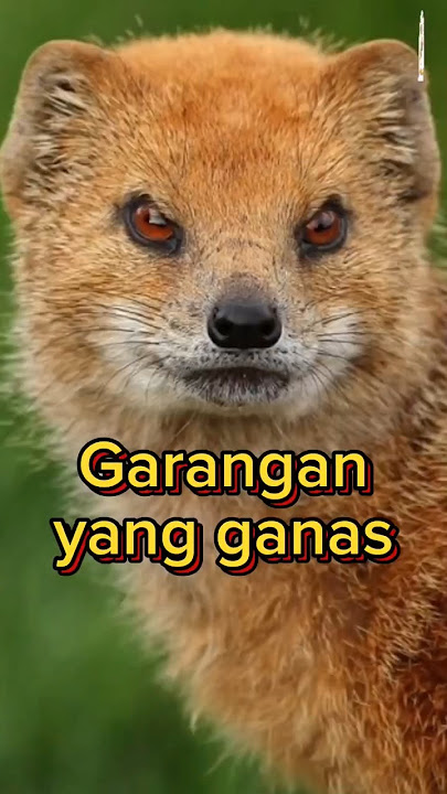 garangan yang ganas #shortvideo