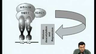 ⁣Mod-03 Lec-23 Mechanism of transcriptional activation by nuclear receptors