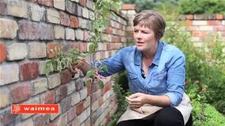 How to prune a central leader tree