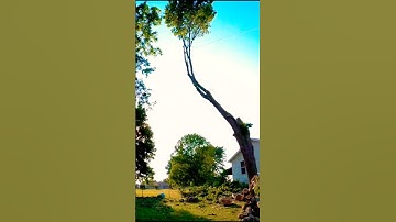 NEW Membership Video (Thought You Were A Climber🫵🤣) #TreeClimbing #TreeWork #Chainsaws #BucketBaby🤫