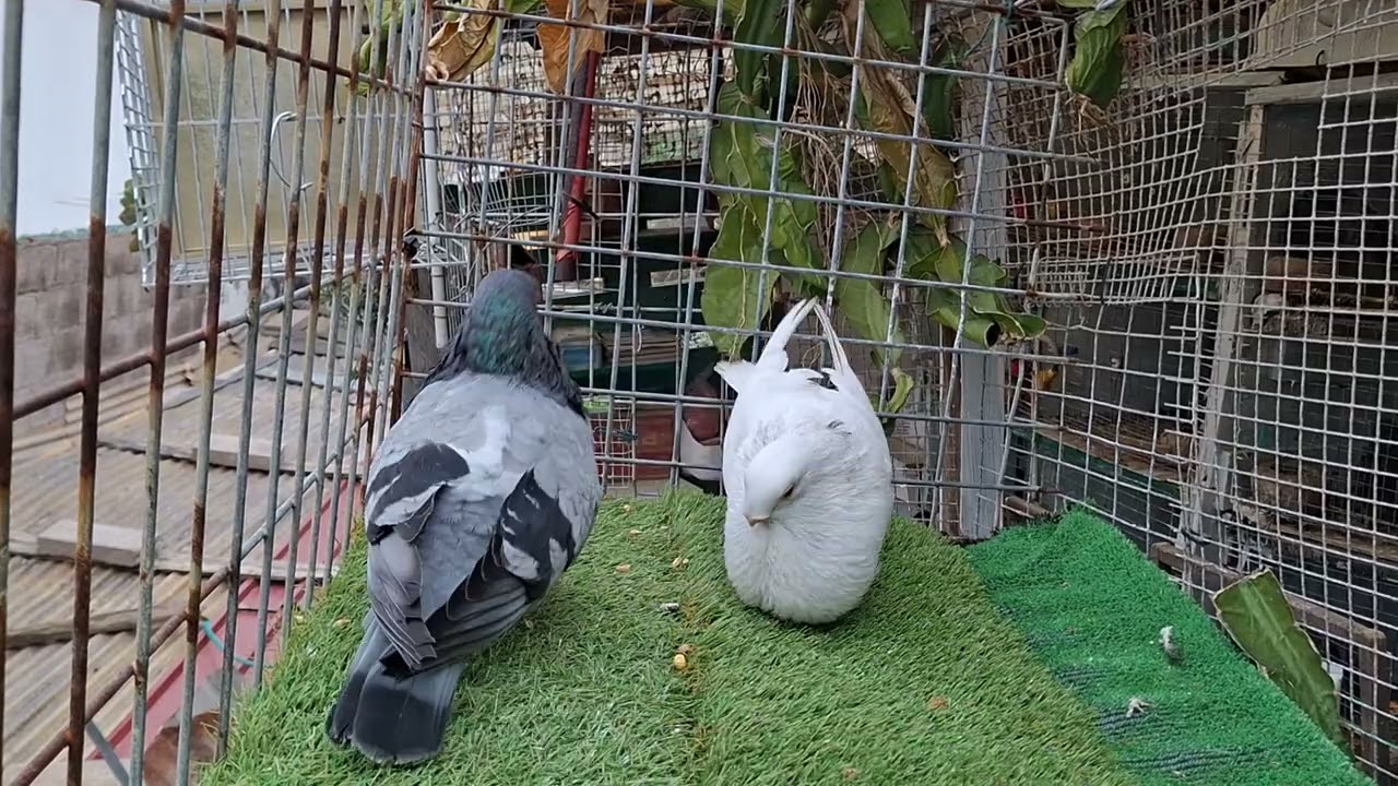 Palomas buchon canario hay están espléndido con su celo y cortejo buchon canario , a tope 
