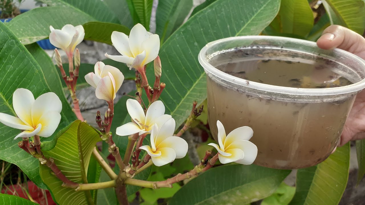 How to make banana peel fertilizer homemade liquid fertilizer YouTube