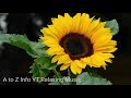 Amazing colourful flowers collection 4k ultra  nature relaxation vedio  atozrelax film